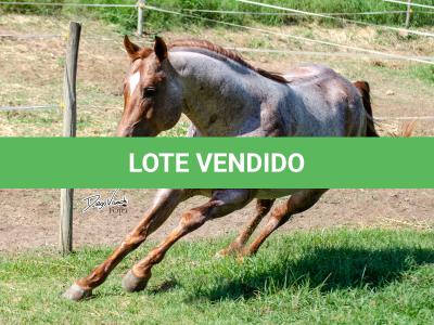 LOTE 004 - WINNIN NITRO LENA