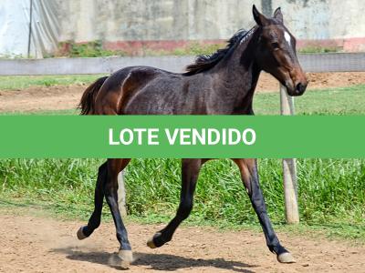 LOTE 005 - MV PHOTO PETY ROYALE