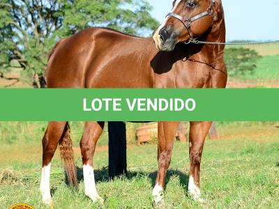 LOTE 013 - SOLTERA REY PEP B (2x1)