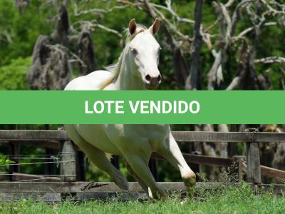 LOTE 005 - TWICE GALLO STEP
