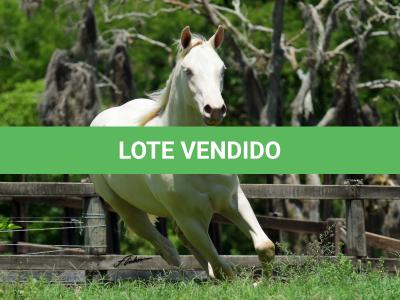 LOTE 005 - TWICE GALLO STEP