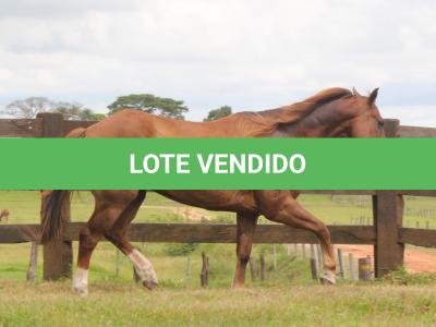 LOTE 006 - ASPEN PIVOT