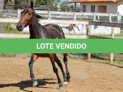 LOTE 002 - RN PHOTO RAM