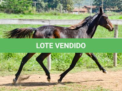 LOTE 005 - MV PHOTO PETY ROYALE