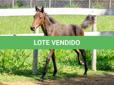 LOTE 008 - MV IDEAL PETKOVIC