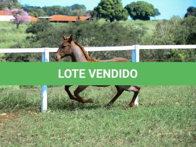 LOTE 005 - CATILLAC BET VRA