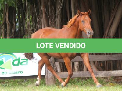 LOTE 018 - TIROLESA TO FLY EDU