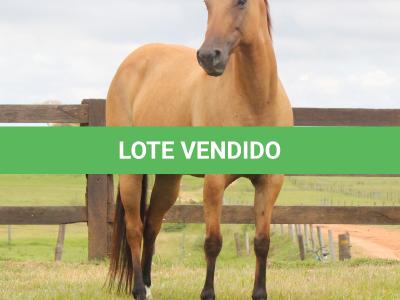 LOTE 001 - CRISTAL BLUE JAY