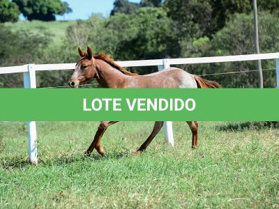 LOTE 006 - LOOK ME TWICE VRA