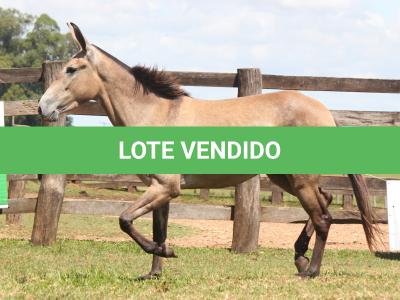 LOTE 022 - REVISTA