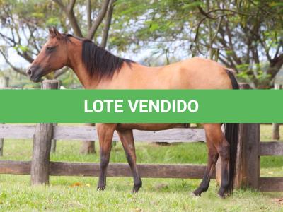 LOTE 016 - YASMINE BEE DEE