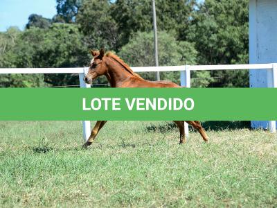 LOTE 008 - A BILLION BET VRA