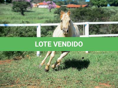 LOTE 011 - CATS BRUDDER DEE RN (2x1)