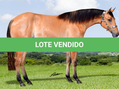 LOTE 016 - SPIN LENA Z