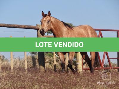 LOTE 016 - LUNA HELLUVA MISTER