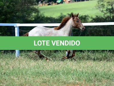 LOTE 003 - DALLARA CAT VRA