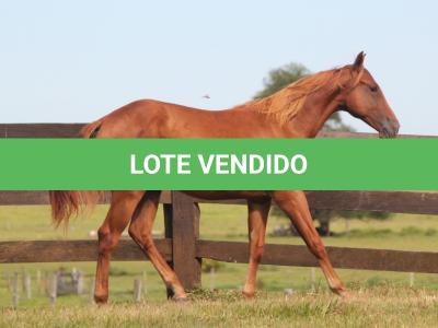 LOTE 013 - BLUE SAN PEPPY