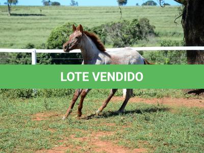LOTE 004 - TRINITY CAT VRA