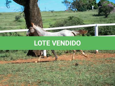 LOTE 012 - PRECIOUS BET VRA