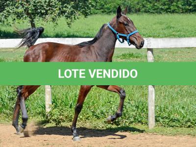 LOTE 006 - MV OK CATALÃO