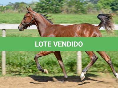 LOTE 003 - MV OK SHARK BAY