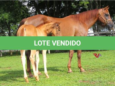 LOTE 017 - LITTLE LADY JAY  (2x1)