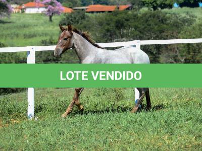 LOTE 017 - INSANE BET VRA