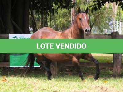 LOTE 012 - KINDA APOLLO THISTU