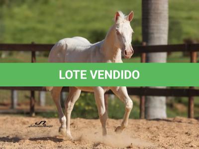 LOTE 020 - CANDY CHEX GUN