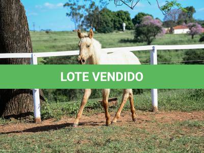 LOTE 019 - LAST BET VRA