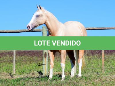 LOTE 010 - LINUX BOY MIME