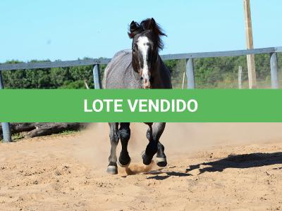 LOTE 100 - ONCE IN METAL (Coberturas)