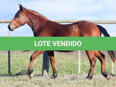 LOTE 013 - MICKEY REY STAR MIME
