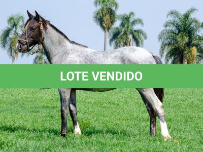 LOTE 009 - FACÃO DO RIO DA ONÇA