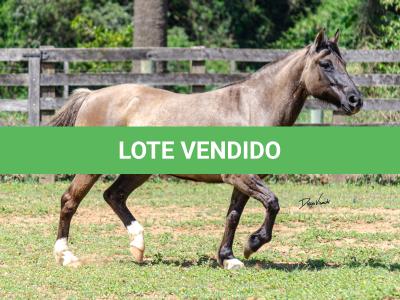LOTE 015 - LOS MOIRONES IANSÃ