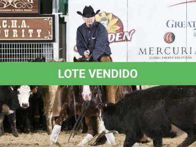 LOTE 022 A - LITTLE JAZZAREY (Coberturas)