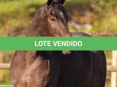 LOTE 006 - PEROLA HANCOCK SMR