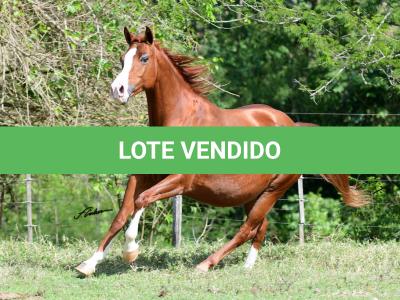 LOTE 015 - DARK QUIN GUN