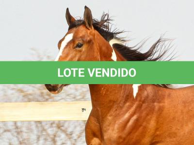 LOTE 020 - IRON POCO GUN YBJ