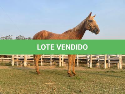 LOTE 007 - FAST IN COUNTRY PDL