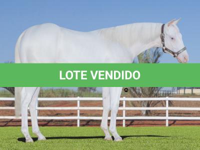 LOTE 010 - WHITE WARRIOR GUN