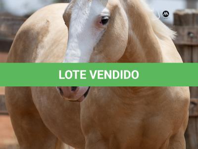 LOTE 006 - MILK DUNIT WHITEY