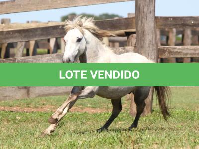 LOTE 009 - MILK SHAKE