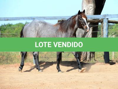 LOTE 100 - ONCE IN METAL (Coberturas)