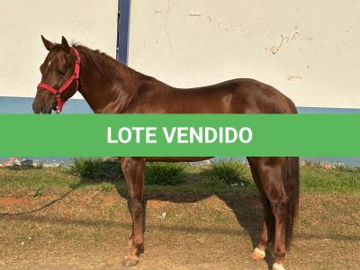 LOTE 018 - SPIRIT HANCOCK