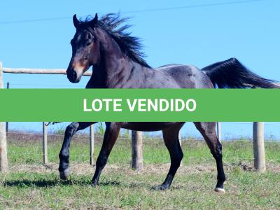 LOTE 006 - PEROLA HANCOCK SMR