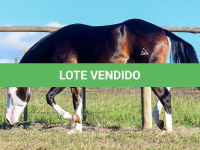 LOTE 011 - SEVERUS BOY MIME