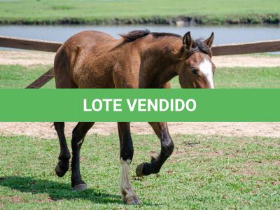 LOTE 001 - SINUELO DA FLORÊNCIA