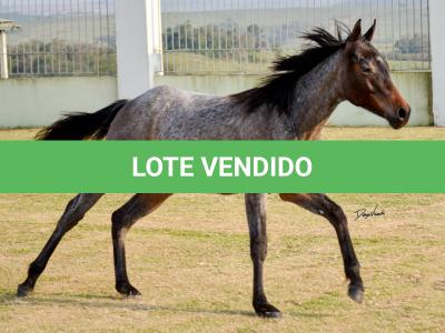 LOTE 012 - GAUCHO OLENA