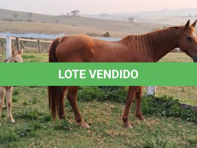 LOTE 011 - MISS LAY’S BOONADITE